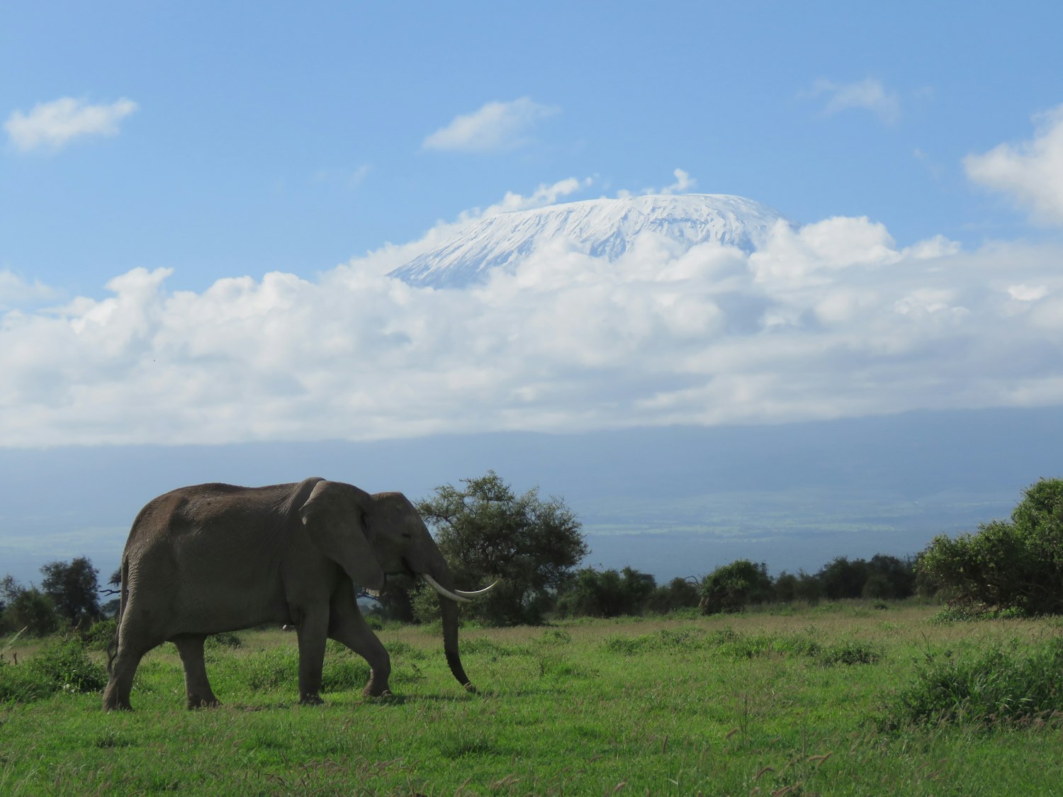 Elephants below Mount Kilimanjaro in Amboseli