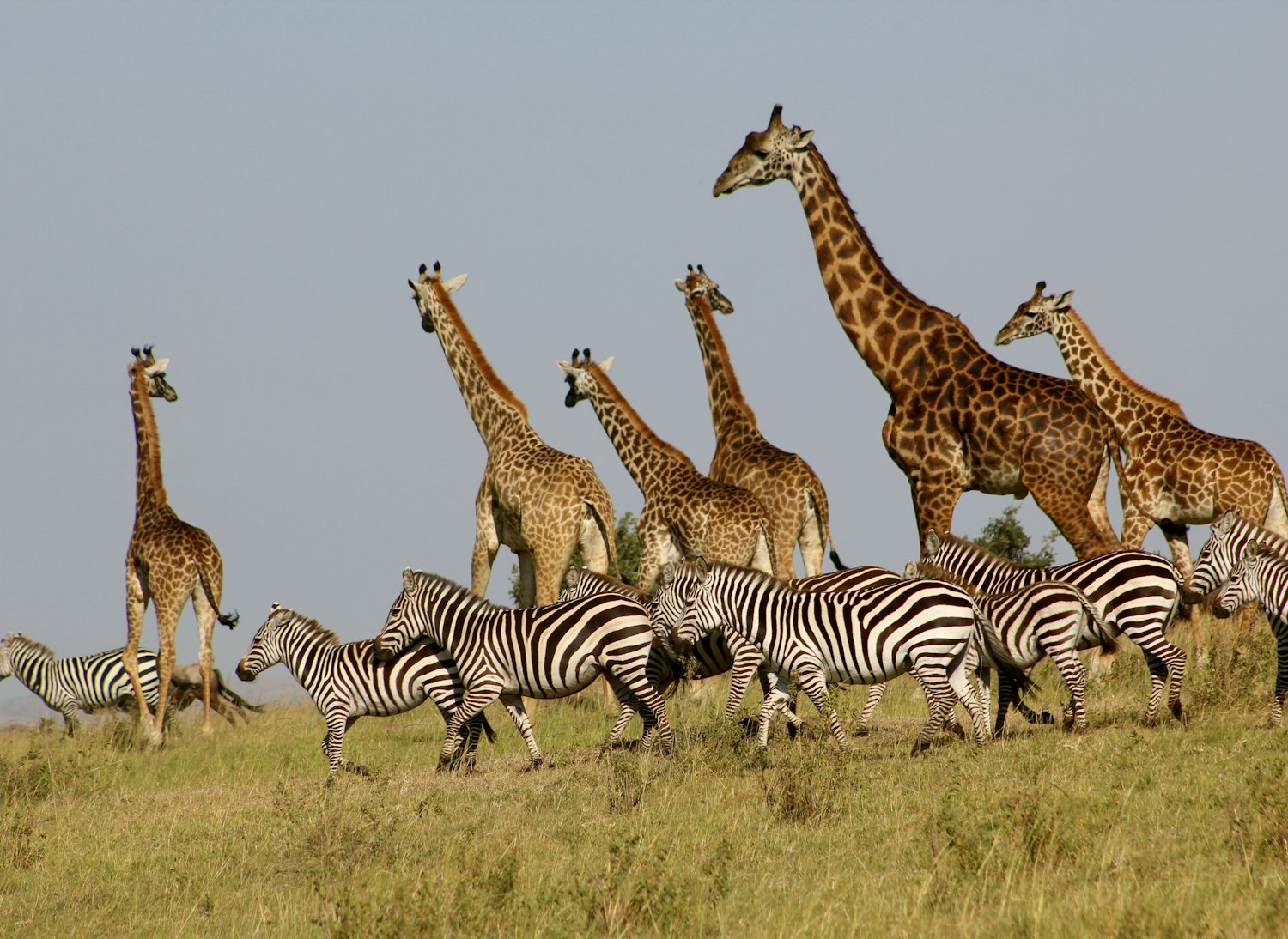Zebras at sunset in the Maasai Mara