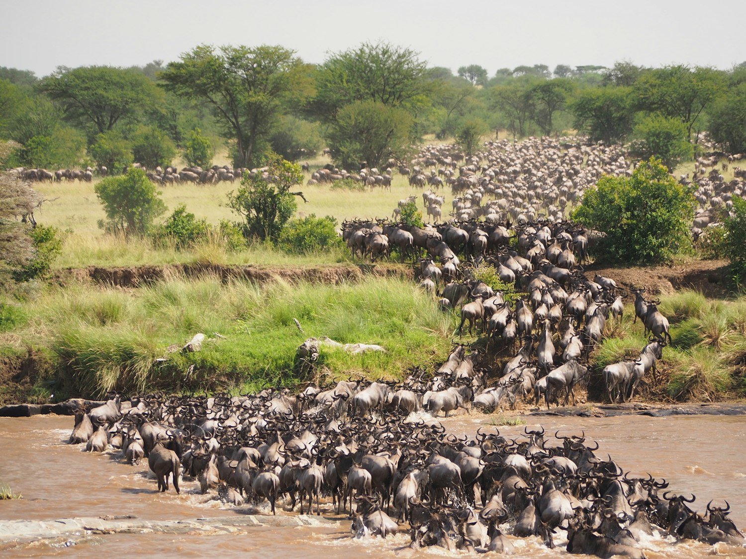Wildebeest on the Serengeti plains