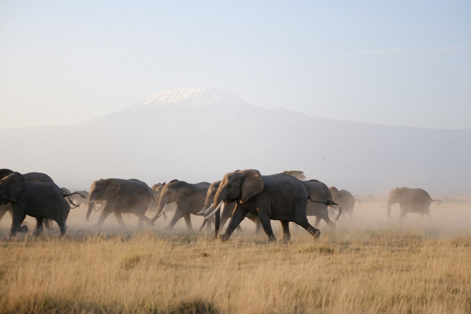 A herd of elephants crossing the plains below Kilimanjaro
