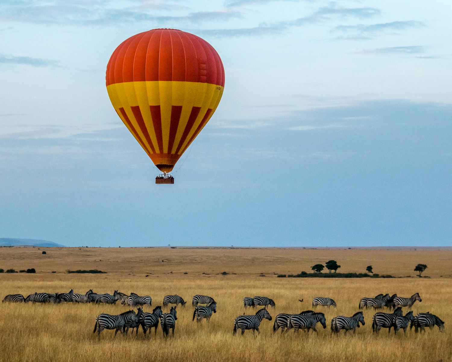Hot-air balloon above zebras in the Maasai Mara